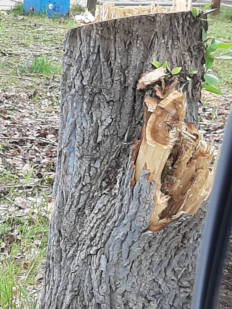 19.05.20гМБУК Магистраль срезка деревьев ..jpg